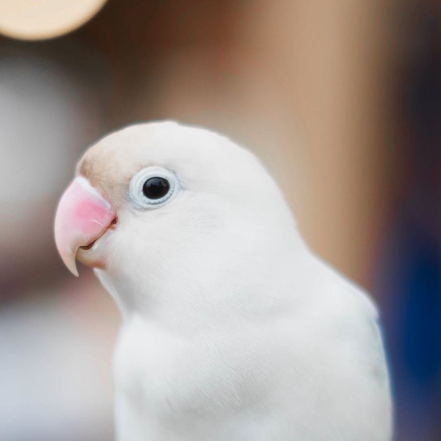 Exotic Pet Vet in Pine Grove Avian Exotic Animal Care
