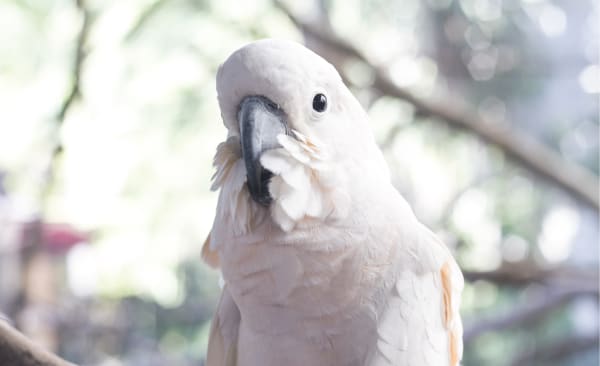 parrot at animal clinic