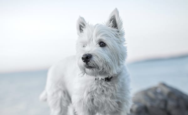 white dog at animal clinic