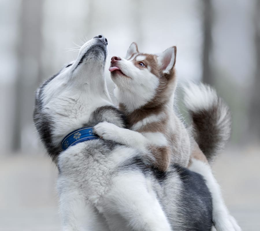 two dogs playing after vet visit